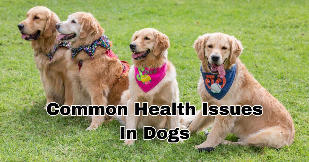 Common Health Issues in Dogs