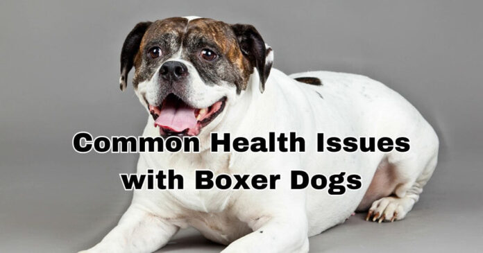 common health issues with boxer dogs