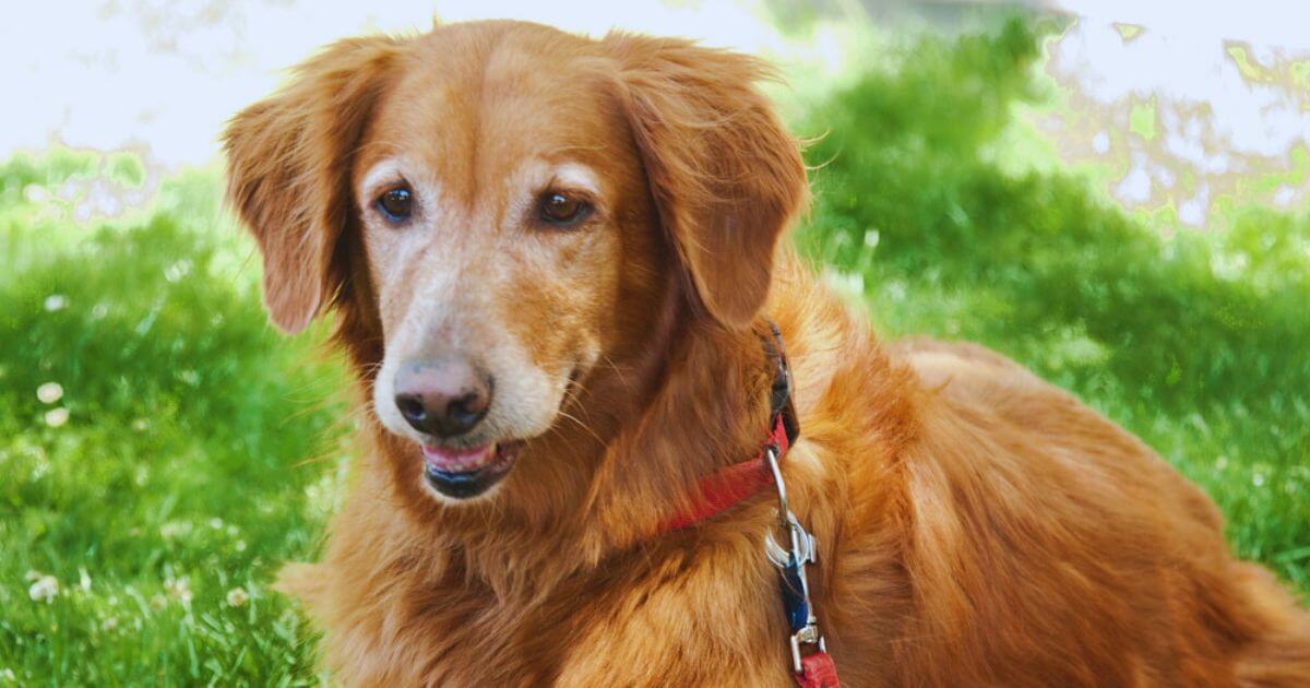 Senior Dog Care Complete Guide | Paw Cure Guide