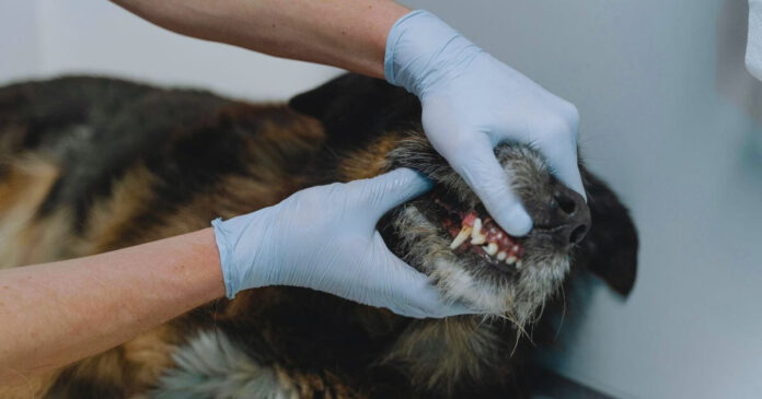 Dental Health in Dogs Guidelines