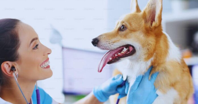 Dental Disease Dog Teeth Cleaning Before and After | Full Guide