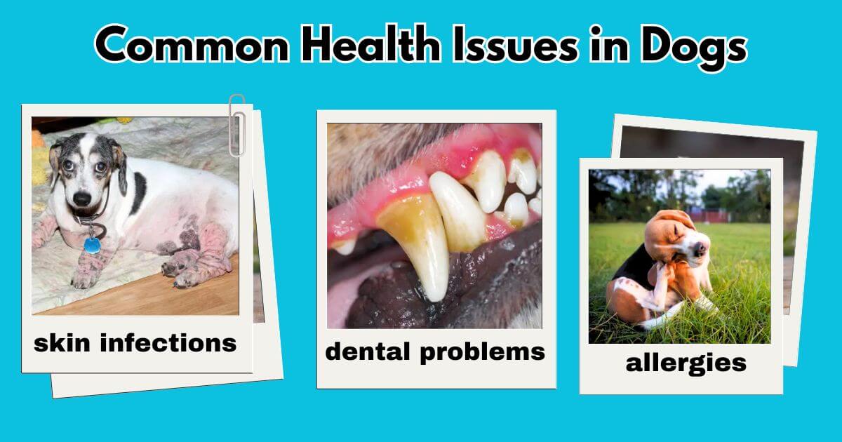 Common Health Issues in Dogs