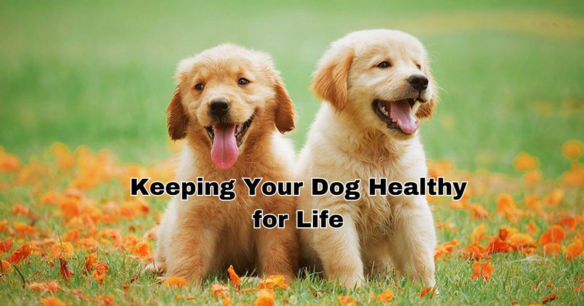 Keeping Your Dog Healthy for Life