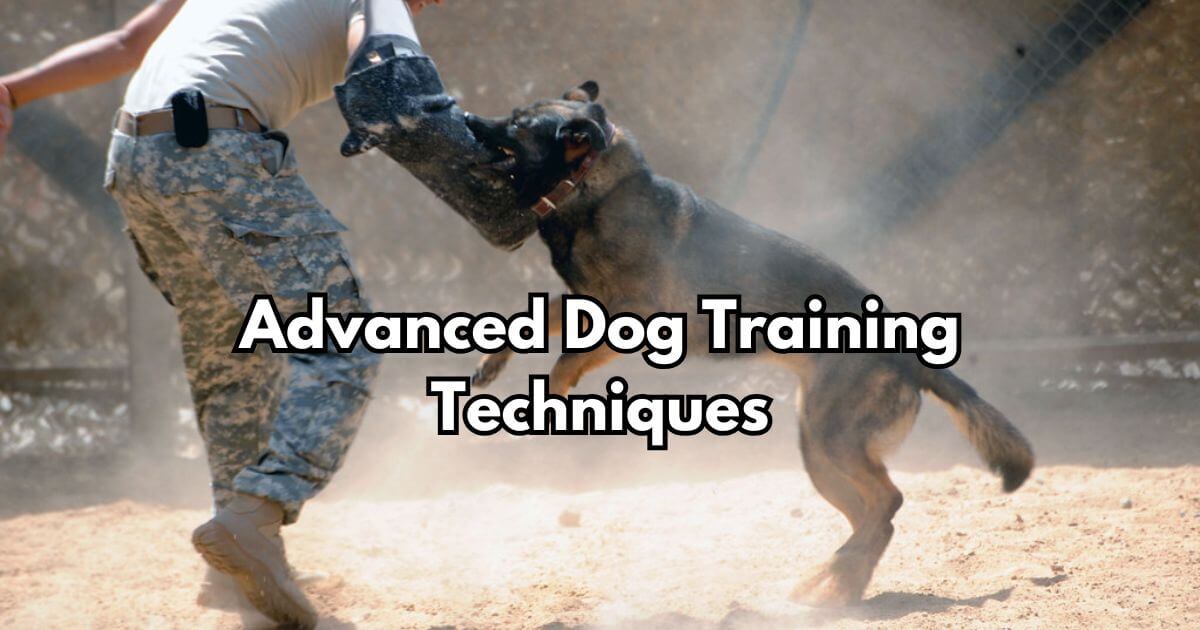 Advanced Dog Training Techniques