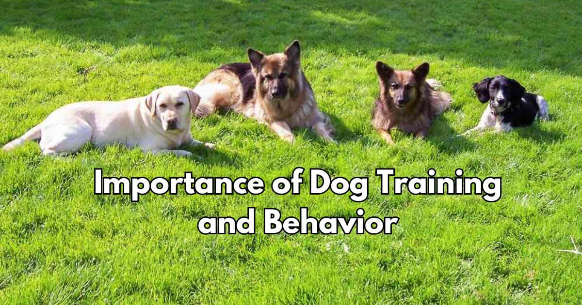 Importance of Dog Training and Behavior