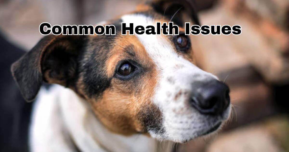 Most Common Health Issues in Dogs