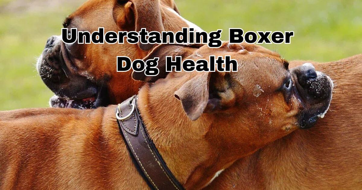 Understanding Boxer Dog Health – Why They Are Prone to Specific Issues