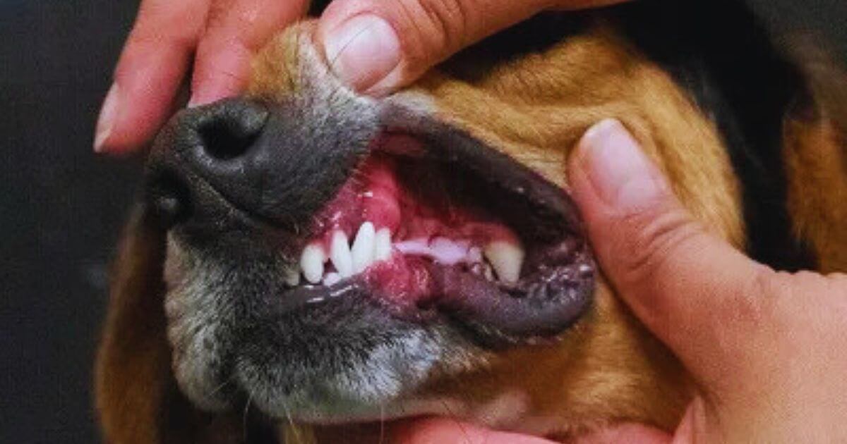 Why Dental Health is Crucial for Your Dog’s Overall Health