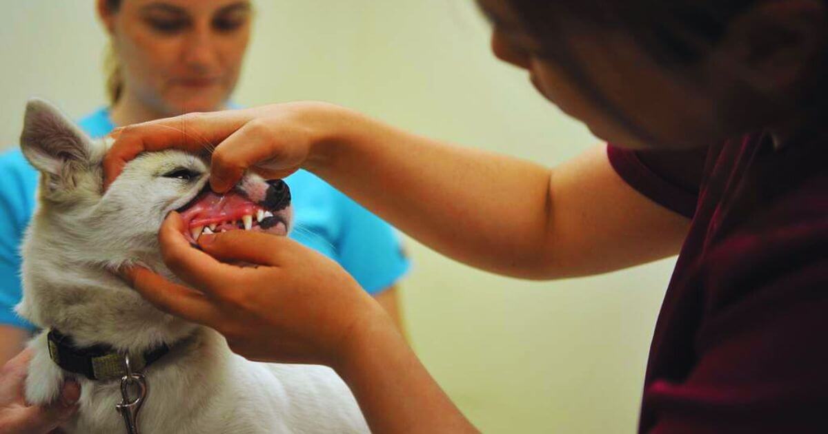 Common Before-and-After Results of Dog Dental Cleaning