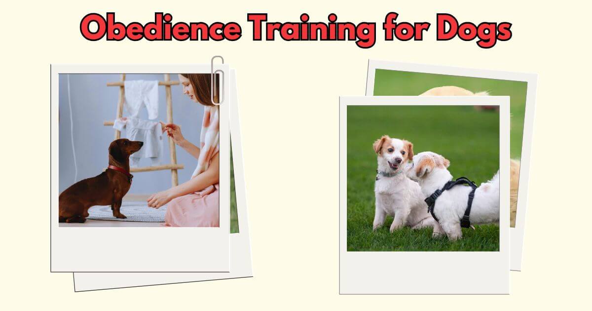 Obedience Training for Dogs