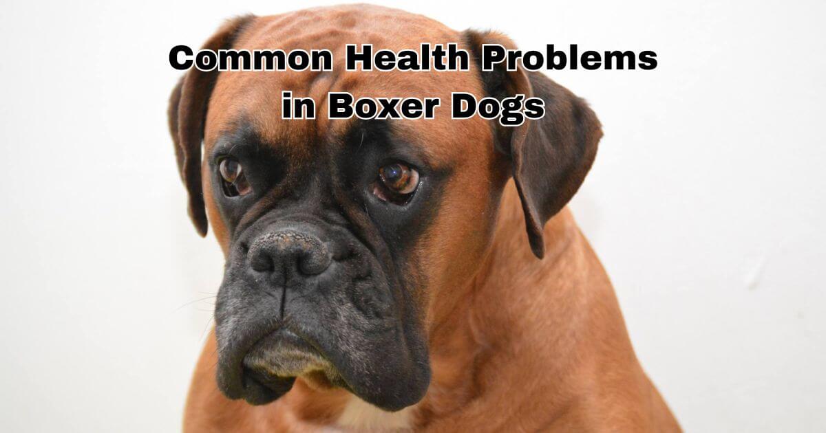 Common Health Problems in Boxer Dogs