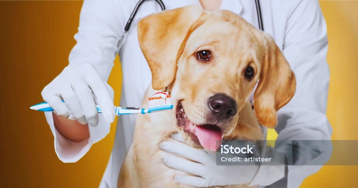 What is Dental Disease in Dogs?