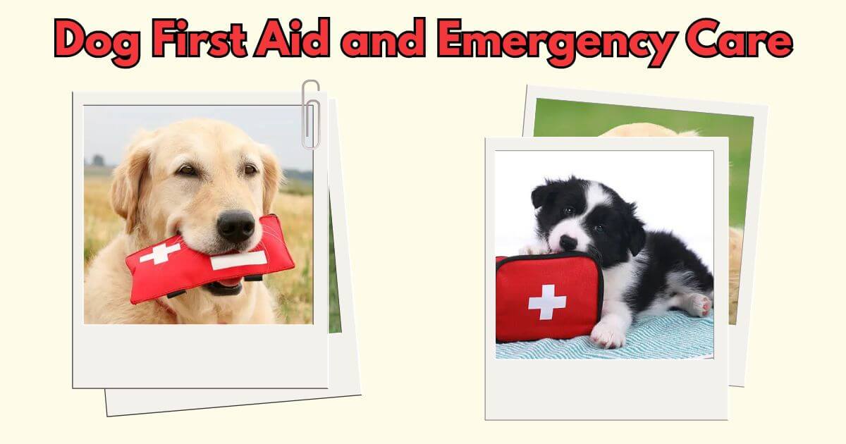 Dog First Aid and Emergency Care