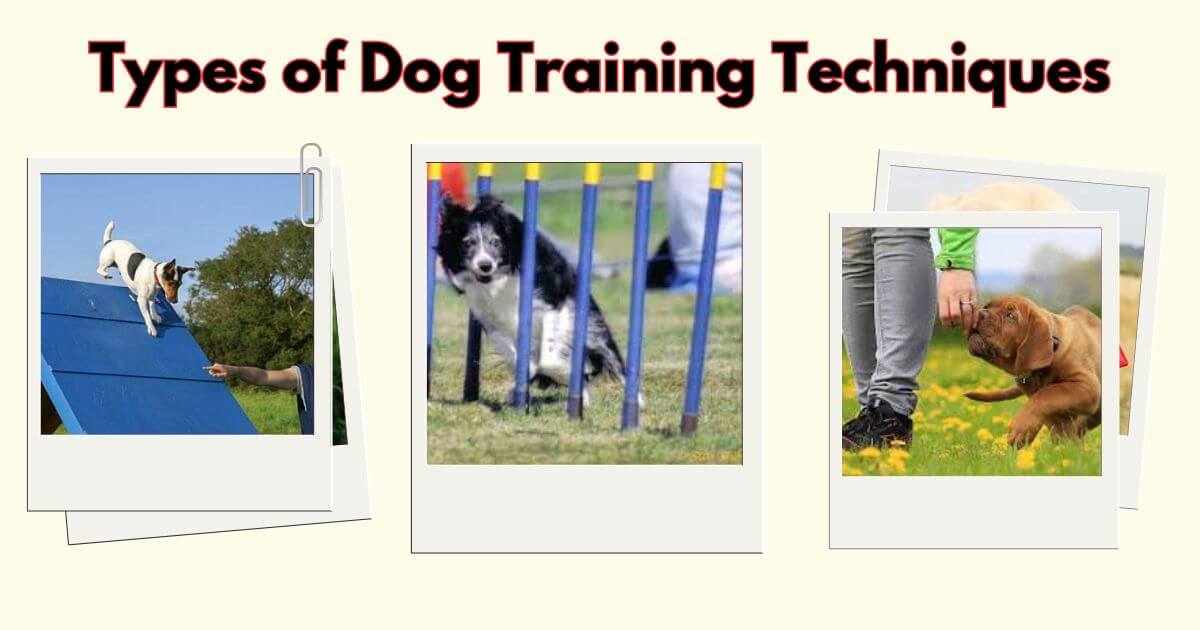 Types of Dog Training Techniques