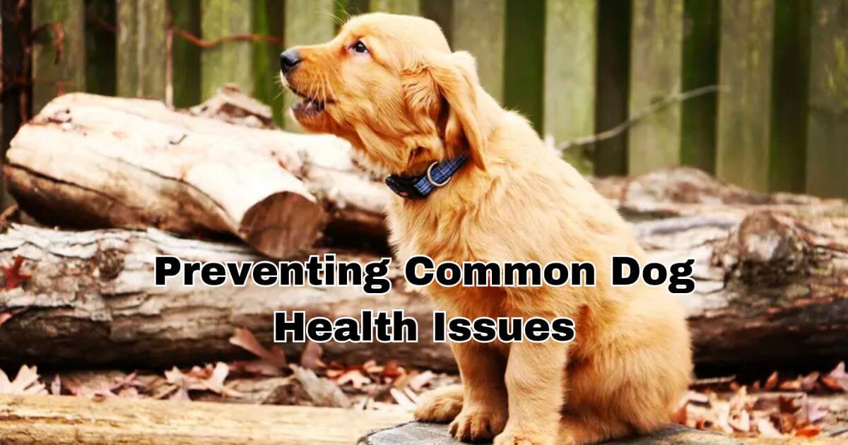 Preventing Common Dog Health Issues