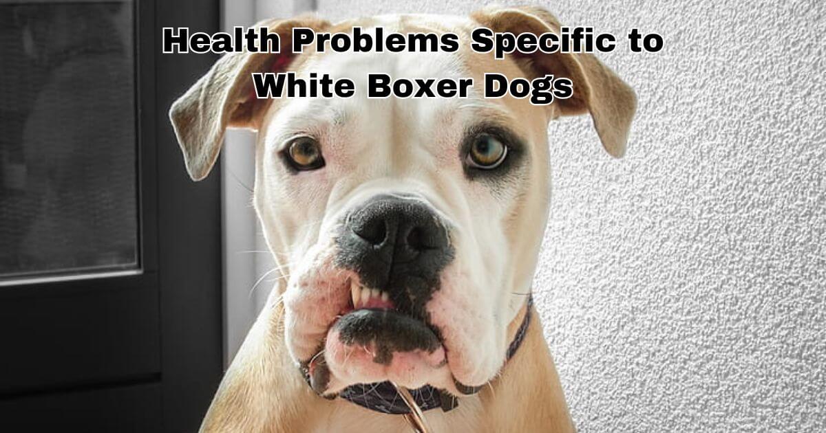 Health Problems Specific to White Boxer Dogs