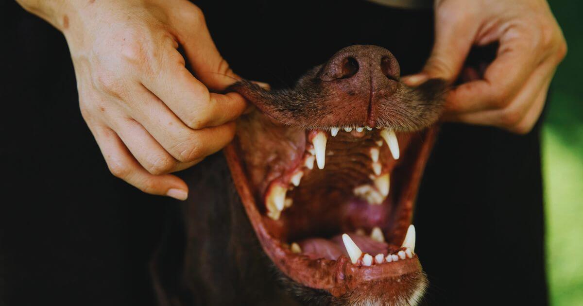 Signs Your Dog Might Have Dental Problems