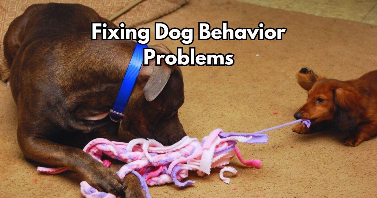 Fixing Dog Behavior Problems