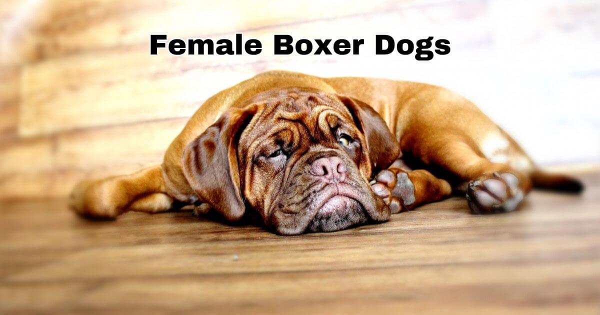 Female Boxer Dog Health Issues