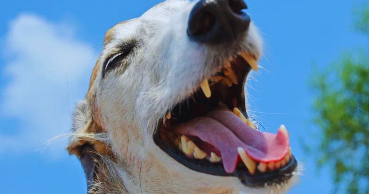 Healthy Teeth, Happy Dog