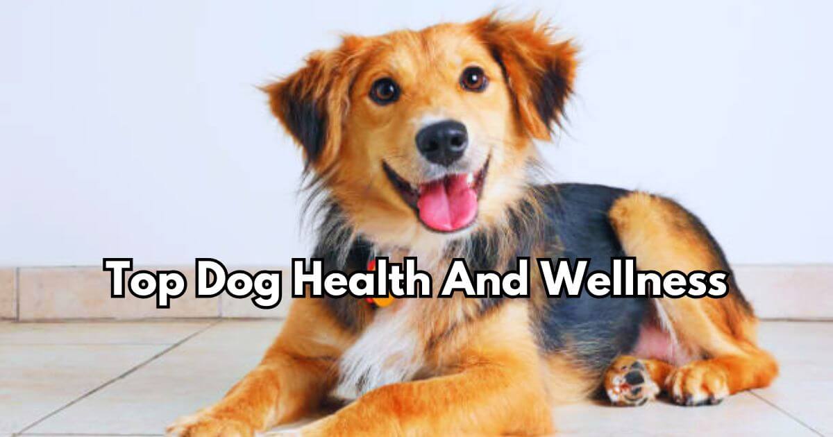 Top Dog Health And Wellness