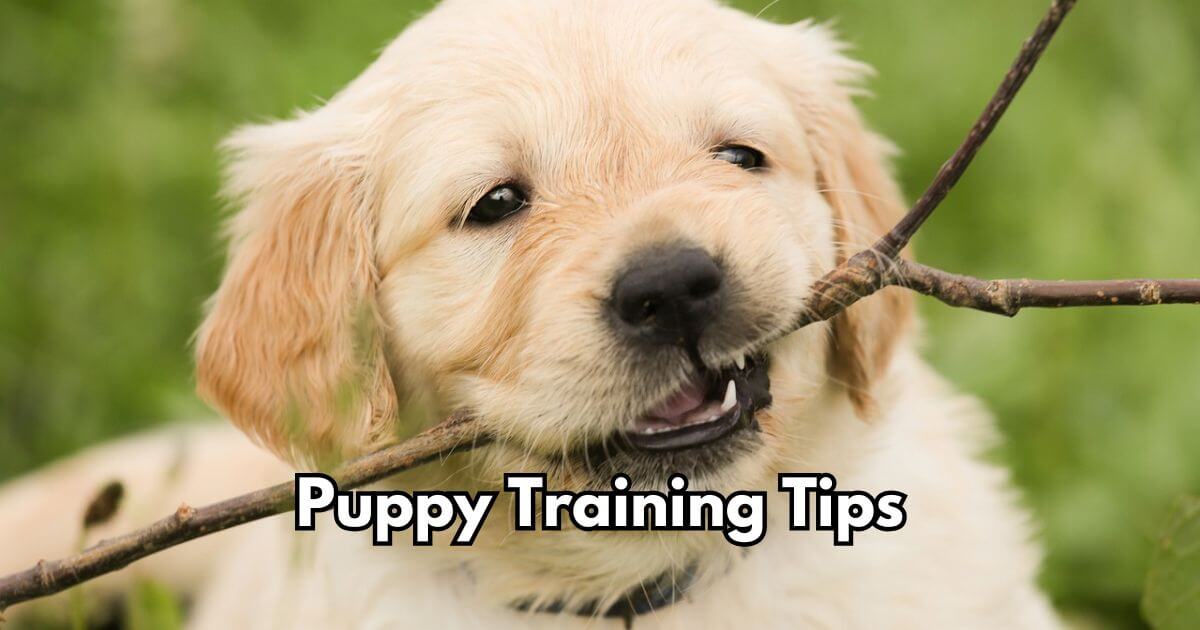 Puppy Training Tips