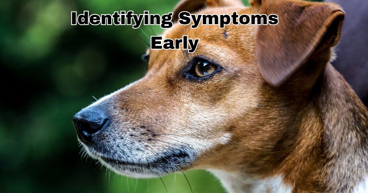 Identifying Symptoms Early in Dogs