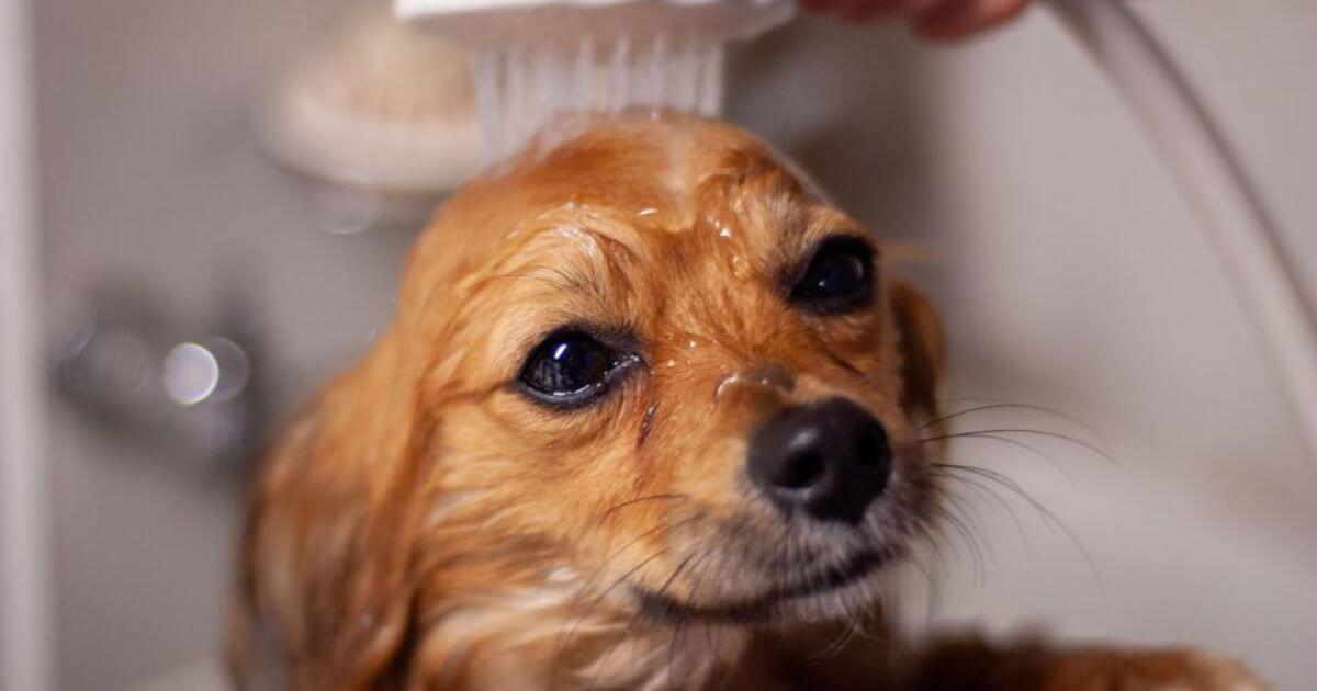 Grooming and Hygiene Tips for Senior Dogs