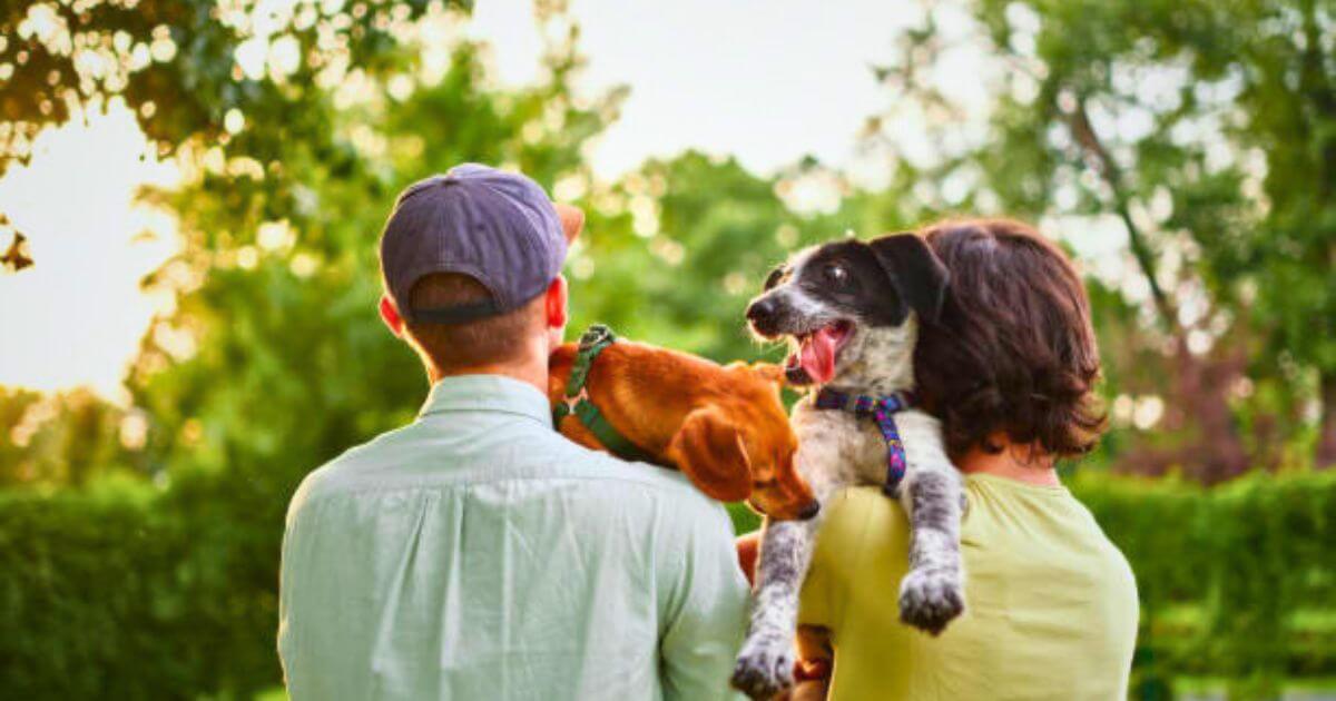 Happy And Healthy Dog