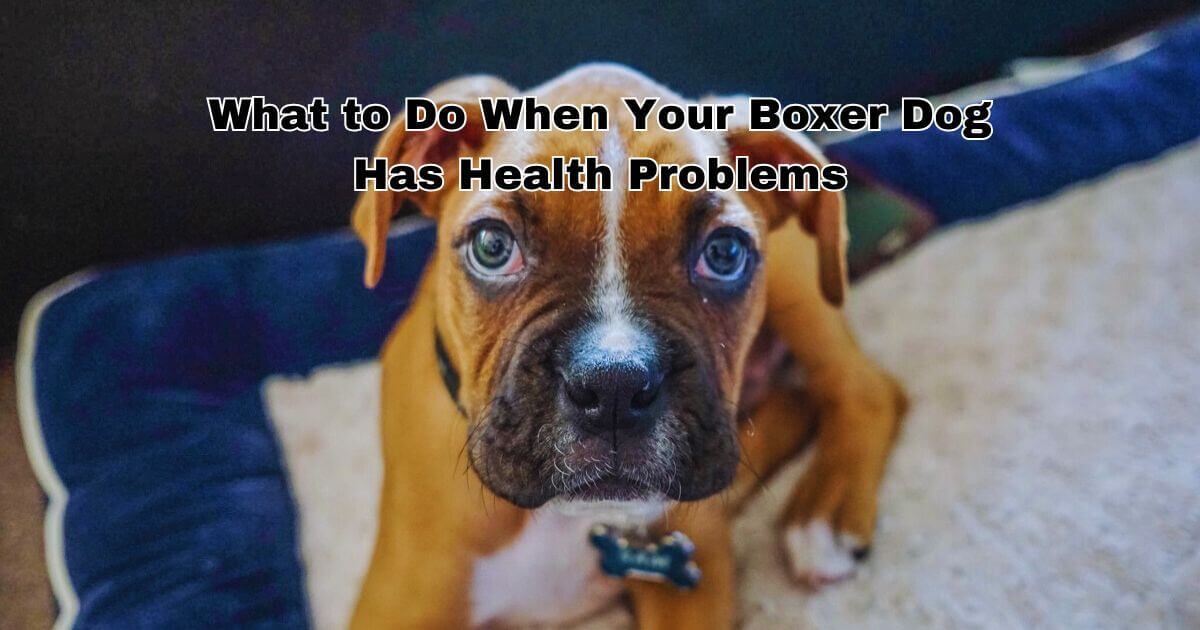 What to Do When Your Boxer Dog Has Health Problems