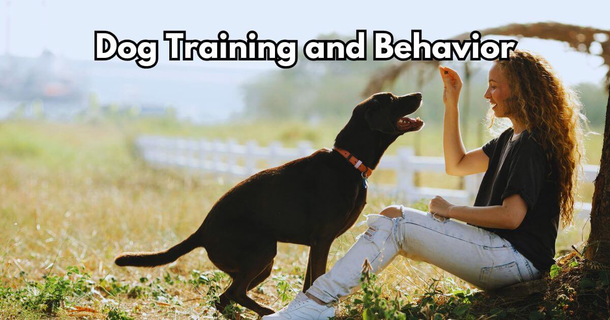 Dog Training And Behavior