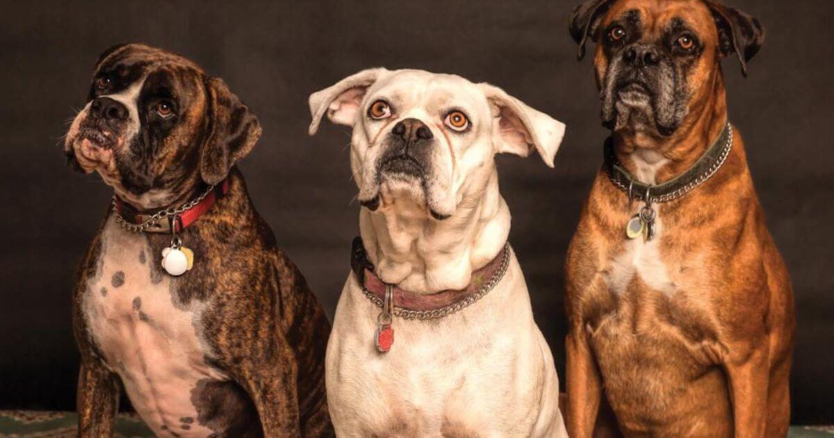 Monitoring Health Issues in Boxer Dogs