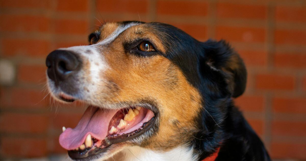 Dog Dental Cleaning Before and After