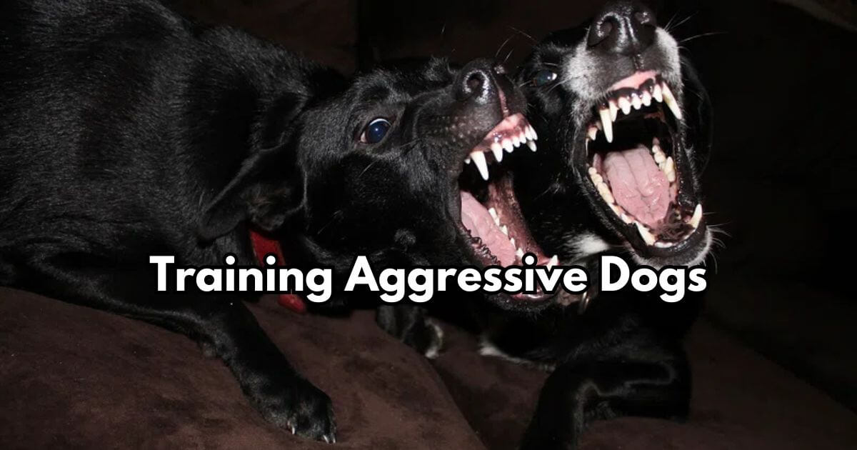 Training Aggressive Dogs