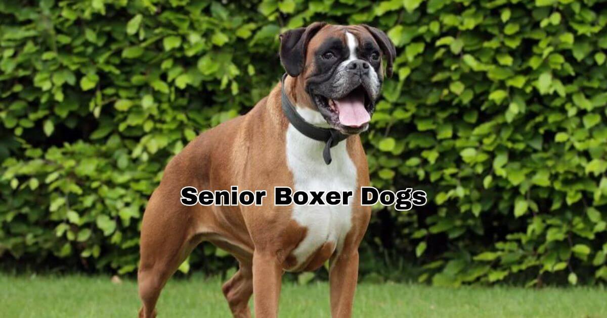 Senior Boxer Dogs