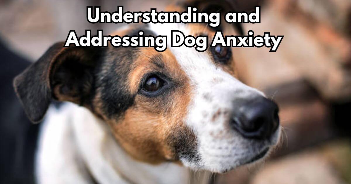 Understanding and Addressing Dog Anxiety